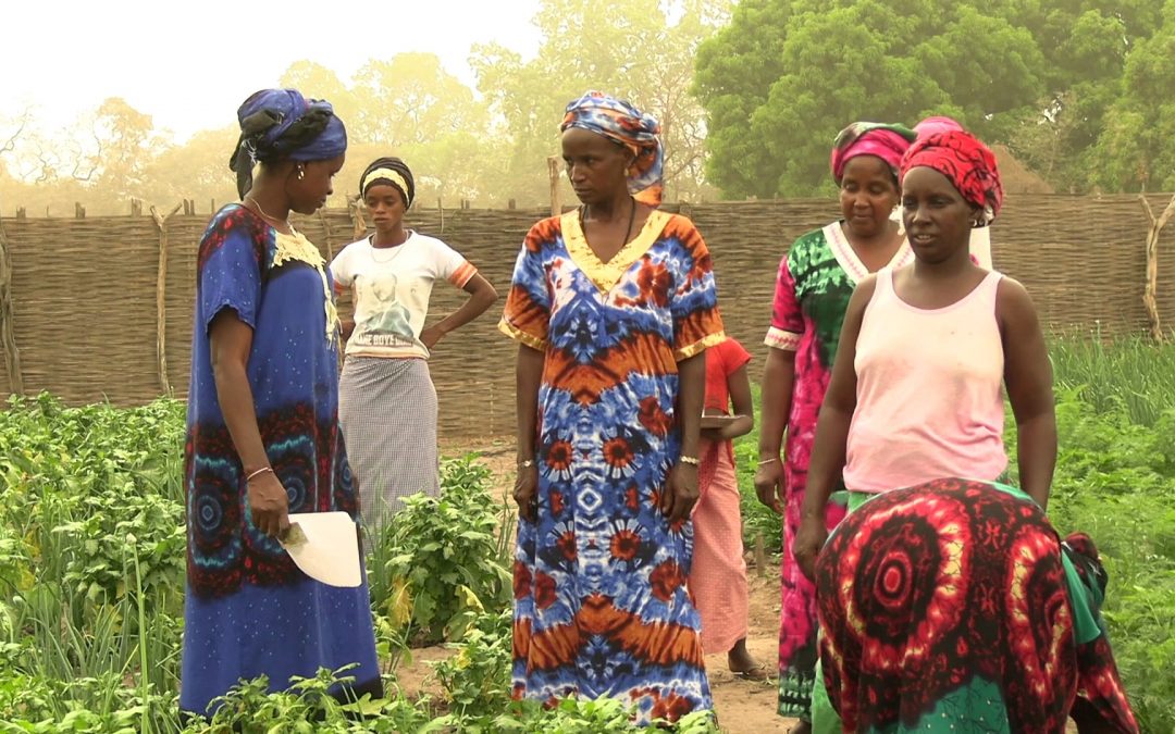 Fòrum amb el director, documental "Sobirania alimentària i drets de les dones a Senegal"